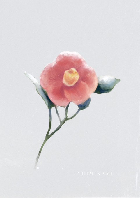 「camellia」 illustration images(Latest｜RT&Fav:50)