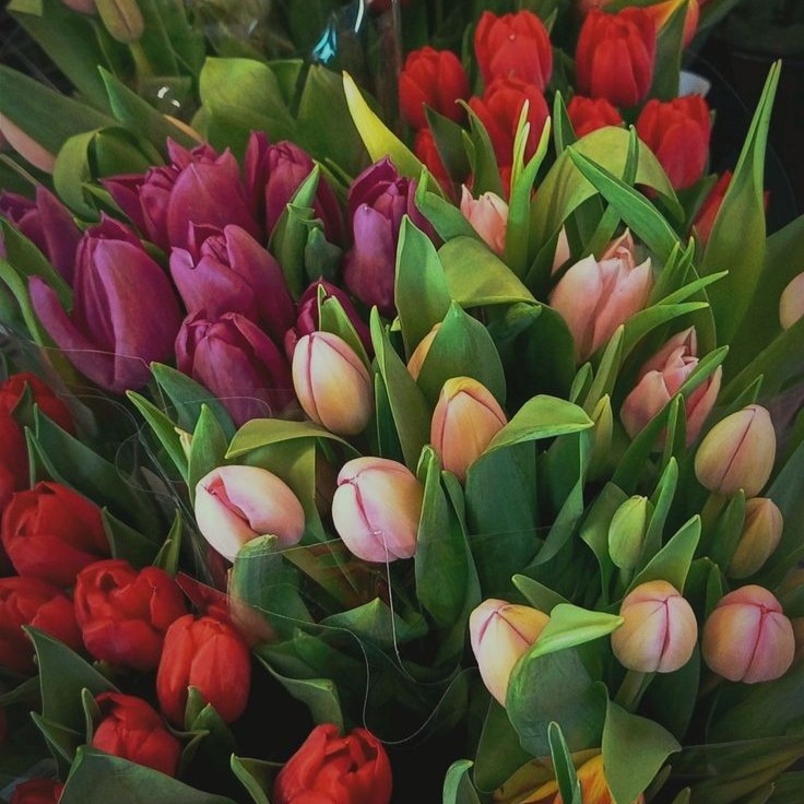 selcouthmindset's tweet photo. Tulips 🌷 https://t.co/sFf1GUK7Q6