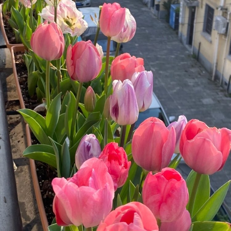 selcouthmindset's tweet photo. Tulips 🌷 https://t.co/sFf1GUK7Q6