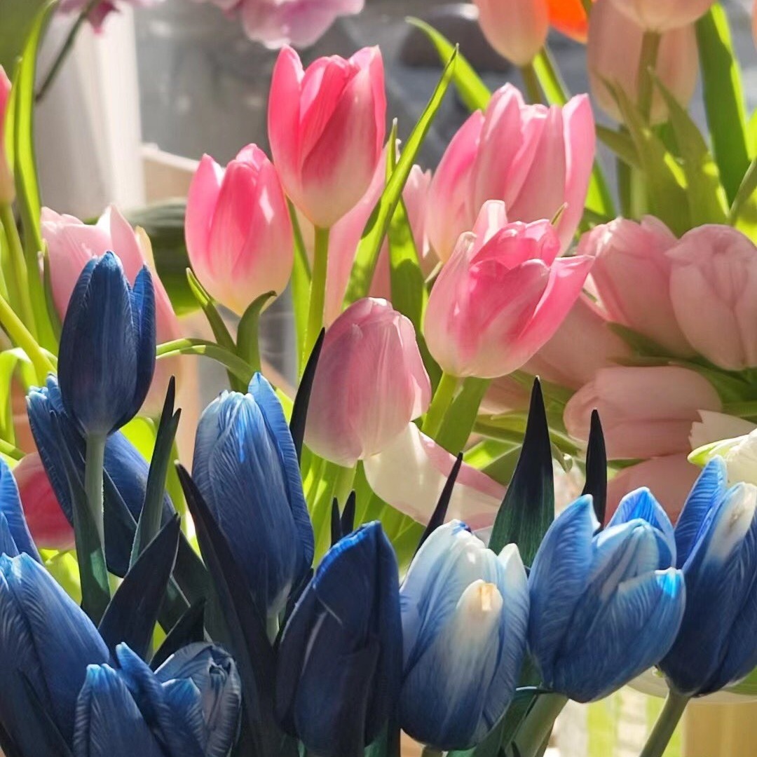 selcouthmindset's tweet photo. Tulips 🌷 https://t.co/sFf1GUK7Q6