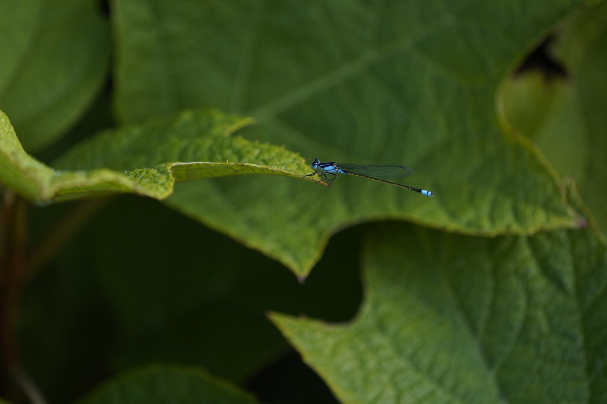 Kayne_Allen's tweet photo. #SonyAlpha https://t.co/kRure1uY2S