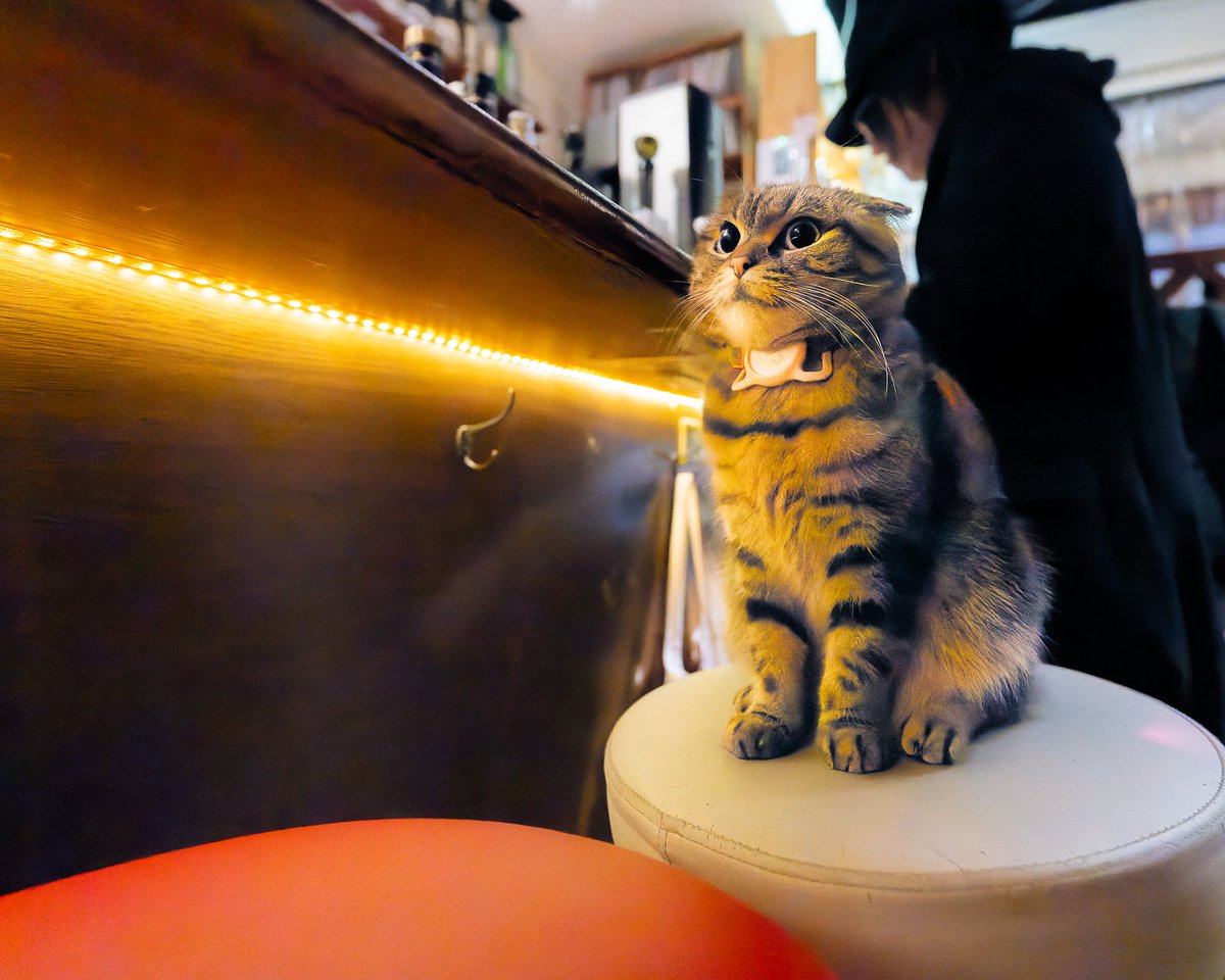 YokohamaCats16's tweet photo. スタッフで使ってくれますかにゃ?🐱
🐾
にゃぷるVOL.4の居酒屋コーナーに、私が撮影した4C's Bar ROSSOさんの写真が掲載されていま~すฅ(^^ฅ)
🐾
#4CsBarROSSO
#4CsBar
#看板猫
#店猫
#猫
#昭文社
#にゃぷる
#にゃぷるVOL4
#まっぷる https://t.co/qhc5Aghy9A