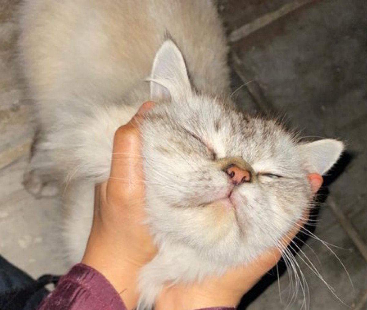misshanao's tweet photo. #قطط_الخبر  حي الاسكان 
#قط_مفقود #اعلان_حيوانك_المفقود

   @lostnfound_sa @missingpetscare  @rahmah_lost @MissingCat4 @resqueingcats @smaljohani https://t.co/ExPQTzpq4m