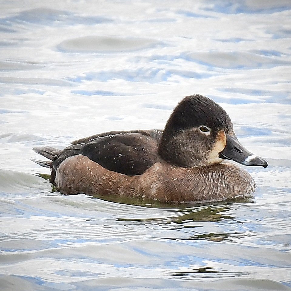 Ring-necked Duck, female at Llanishen Reservoir