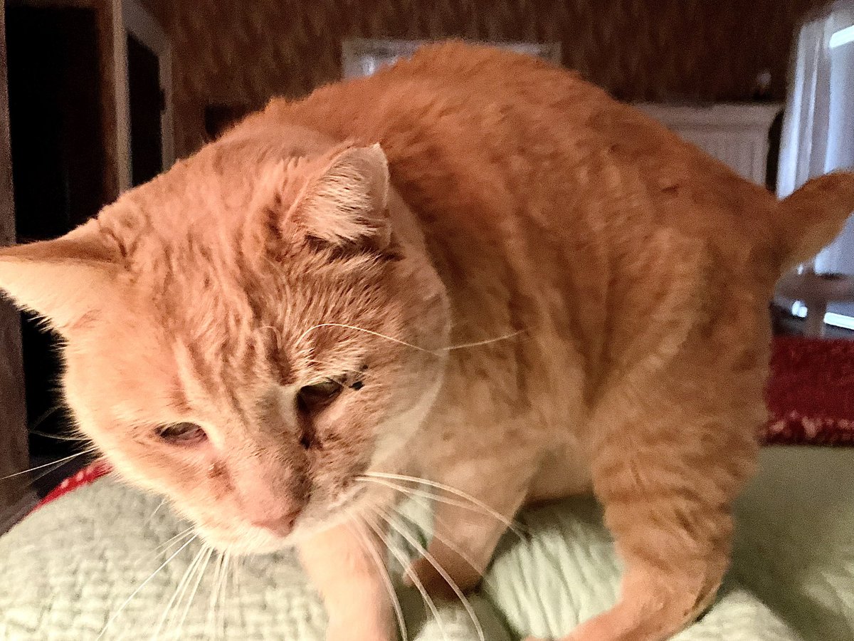 Dorothy14213's tweet photo. Charlie: Oh! I wasn’t expecting to see your eyes open. But now that they are would you be interested in feeding me?
#Sunday #CatsOfTiwtter https://t.co/39TaT334C5