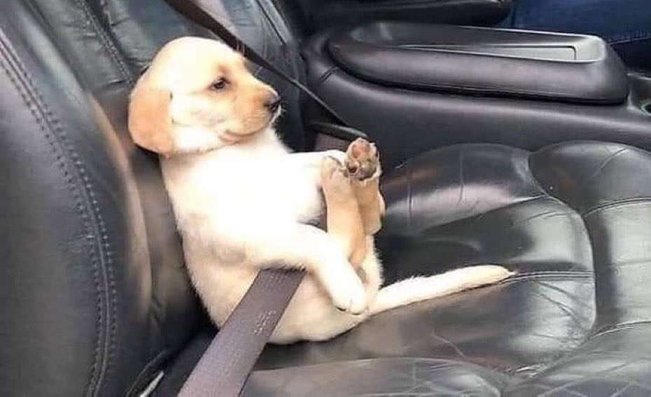 देख लो लड़कों.. 
Dog भी सीट बेल्ट लगा कर बैठते हैं... 
पर तुम्हें पता नहीं कब अक्ल आयेगी.. 
#dog
#SeatbeltsOn
#driving