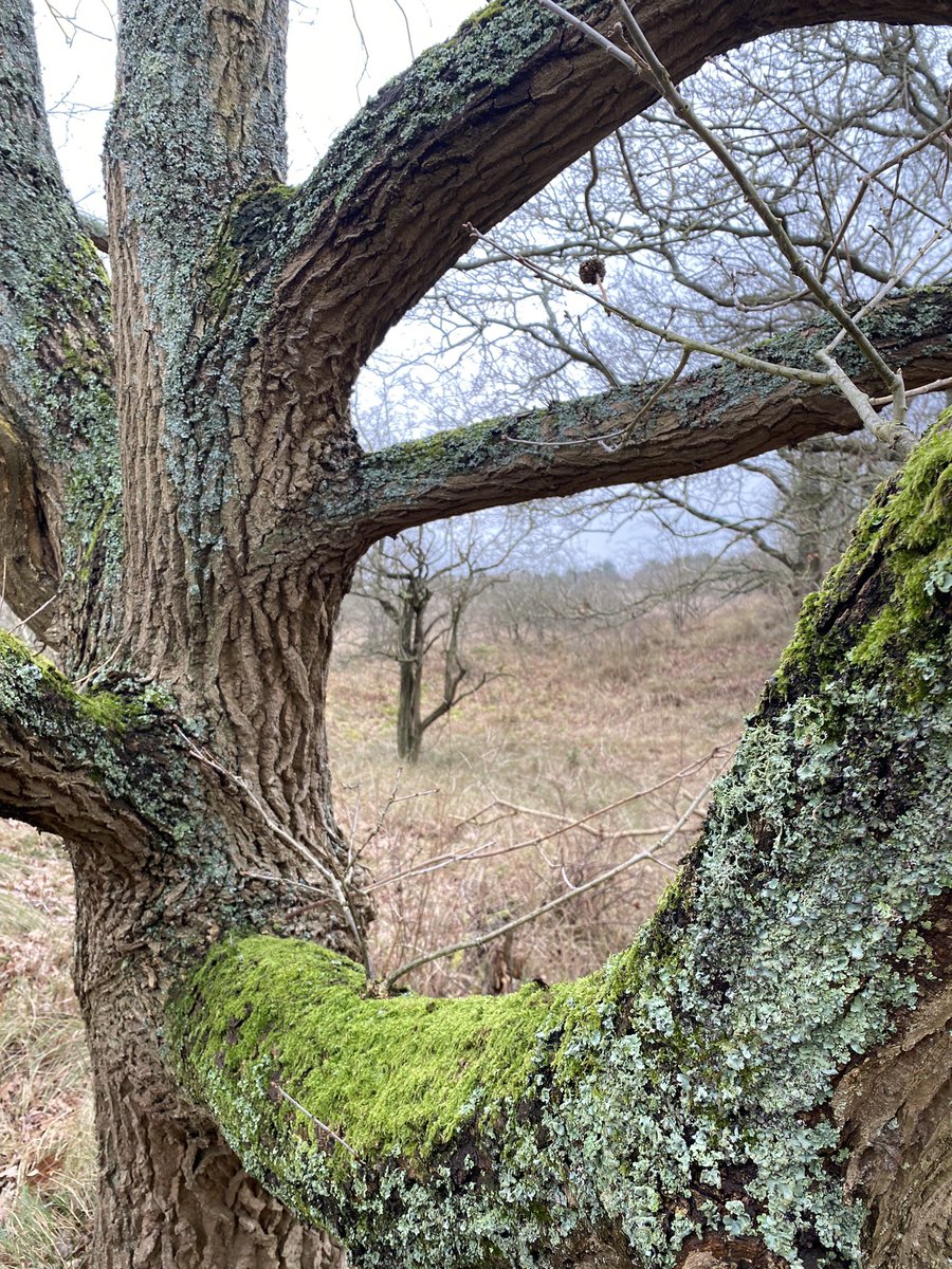 Mosses on an oak tree