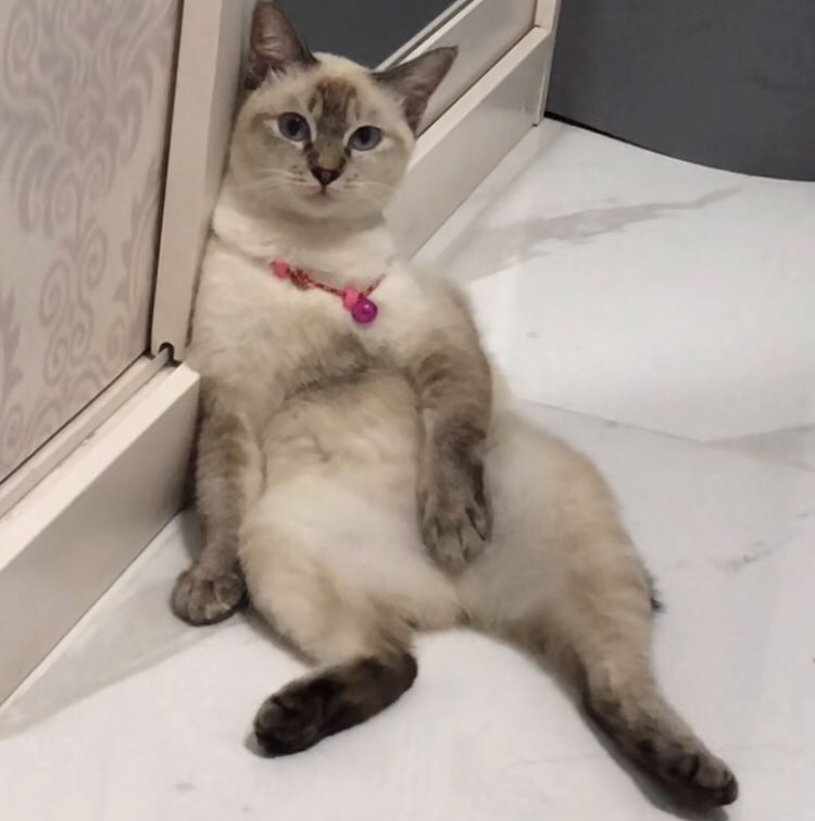 ૮₍´˶• . • ⑅ ₎ა tweet media