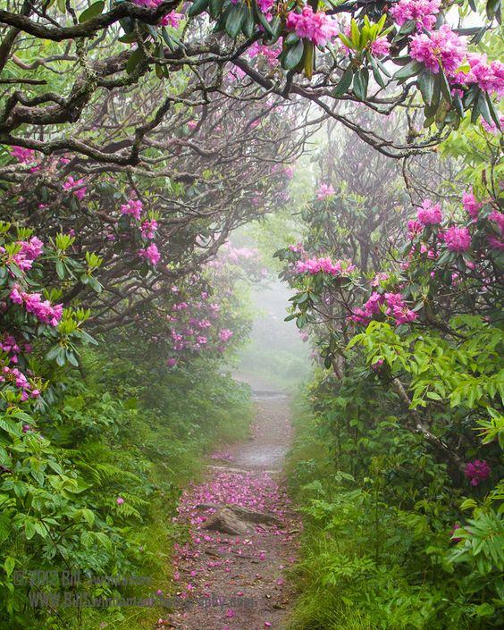 “Two roads diverged in a wood, and I - 
I took the one less travelled by, 
And that has made all the difference.” 
― Robert Frost