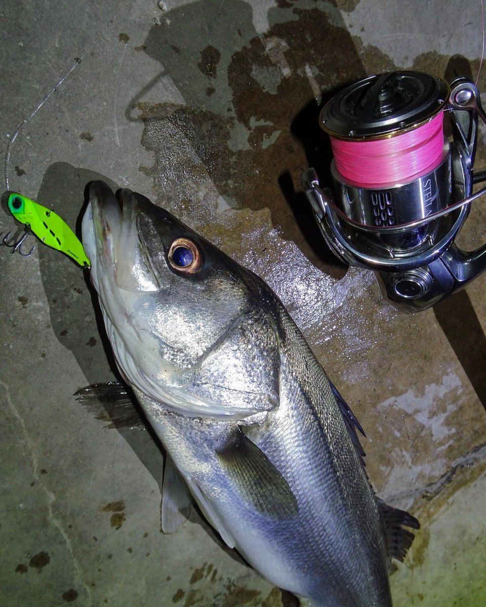 nao_yabuki's tweet image. 【ブログ更新】
ブログ更新しました‼️
良かったらご覧下さい🌶️🙏🔥

爆風！　バチパターンを外した日の釣行 fimosw.com/u/yabuki1991/u…
#fimoブログ
#広告
#PR