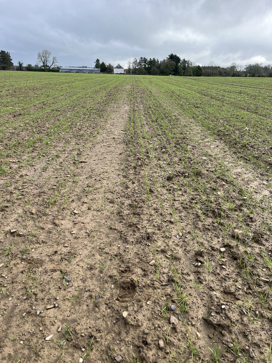 There is a feeling of spring in the air. Getting around some crops over the last few days. WB following Beans, calculating GAI’s in OSR crops and plant counts in later drilled wheat. A mixed bag of crops as we enter spring, all will require specific mgmt.