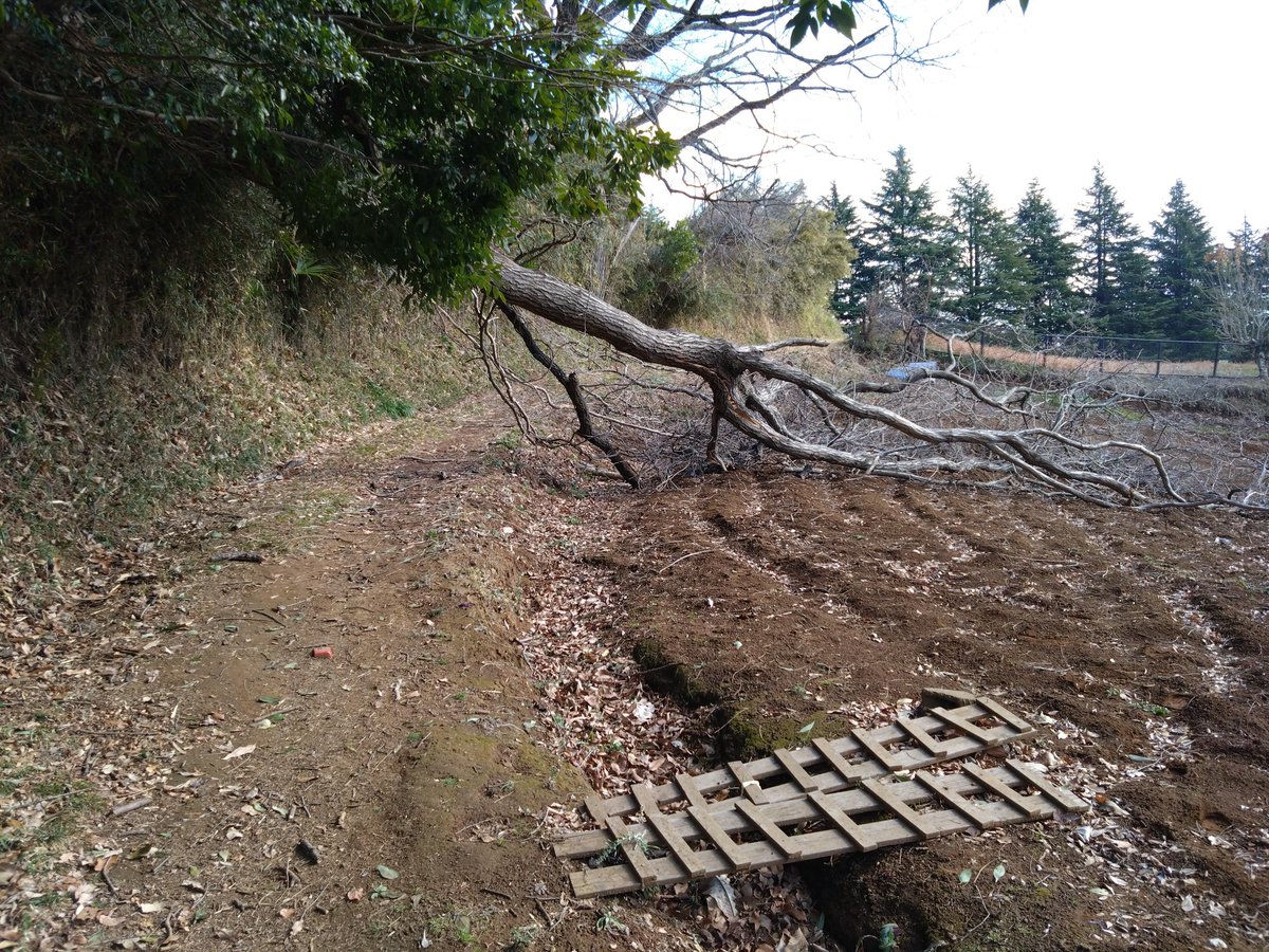 MinGoshTek4's tweet photo. 小山田緑地内、ゴルフ場からトンボ池に抜ける途中で倒木が２件。先週の雪の影響かな
人の通過する分には問題なく潜れる広さがありますが、道中に掲示等まだなく、里山散策には注意が必要そうでした #町田市 https://t.co/oM6UKUtQvC