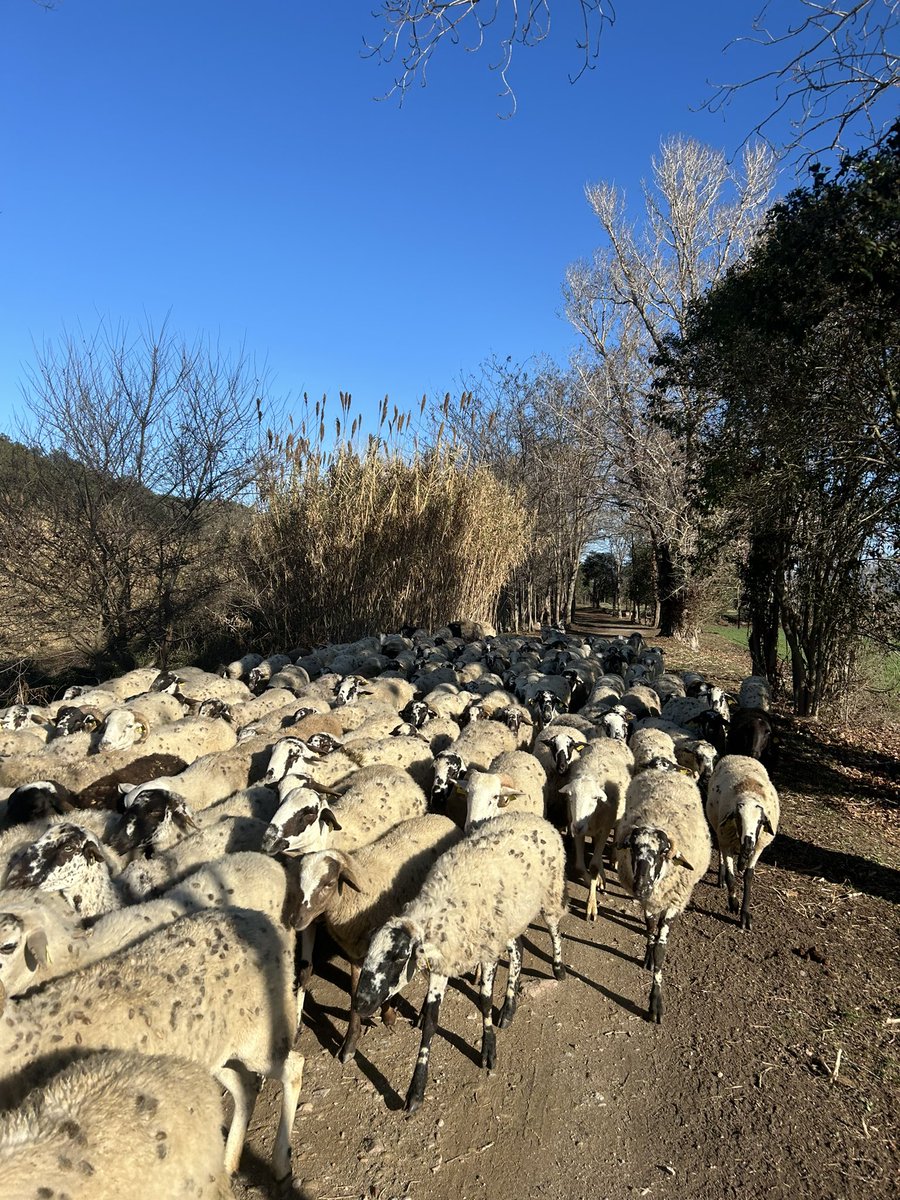 Jordi Turull i Negre tweet media