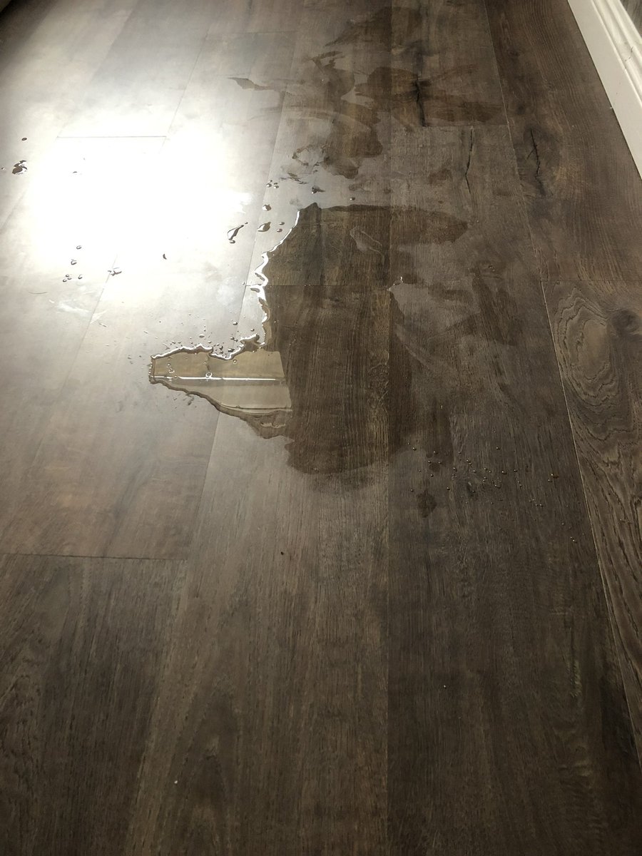 菊诱茎 tweet media