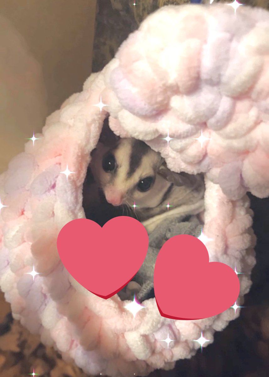 はちゅ丸@爬虫類好きと繋がりたい🥰 tweet media