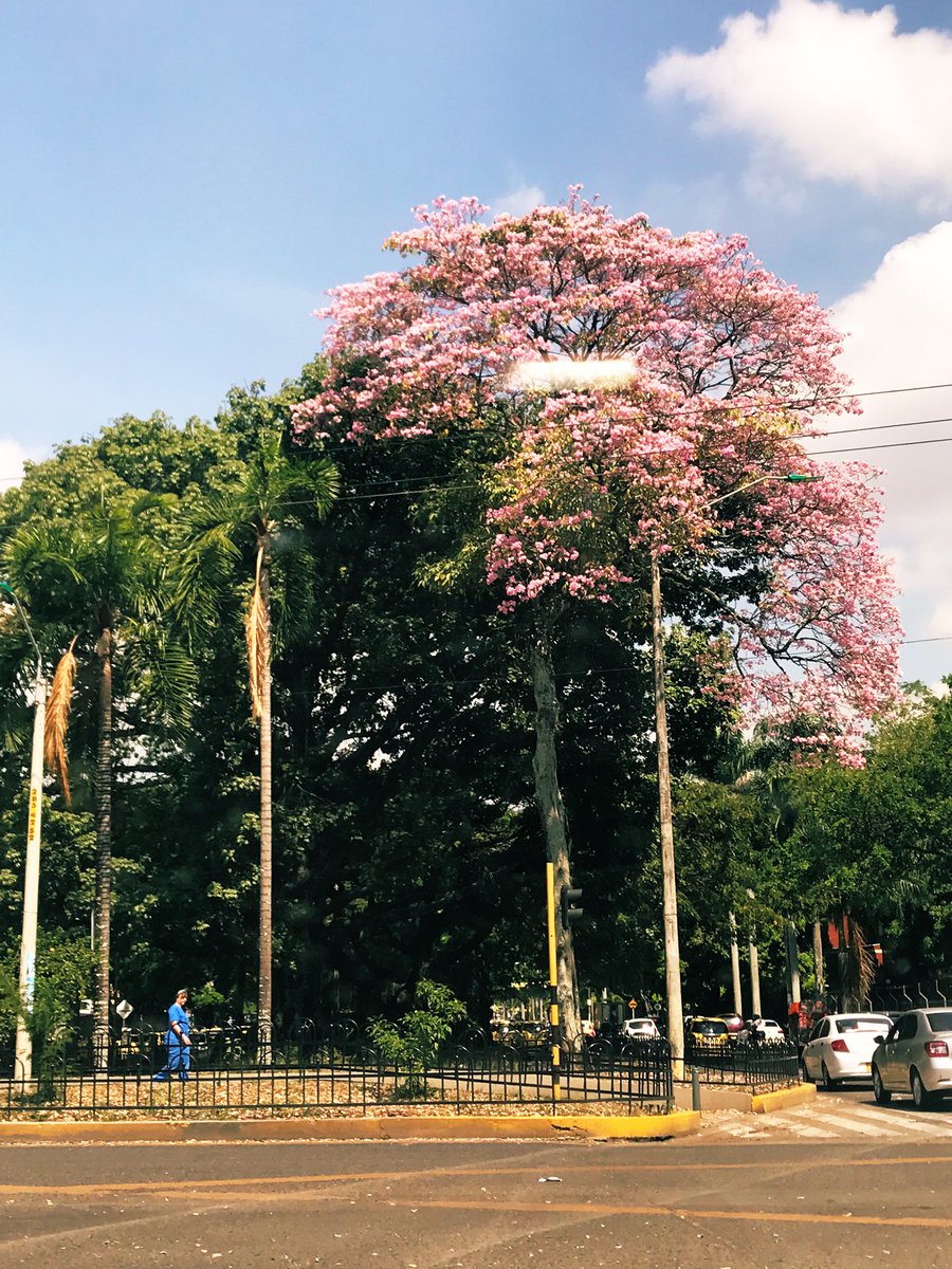 _sin_tibios's tweet photo. @alejoeder @MinAmbienteCo @MisionONUCol @susanamuhamad @ONU_es @UNBiodiversity @AlcaldiaDeCali #CaliSomosCOP16  Tenemos #7Rios que atraviesan la ciudad! Cali, ciudad arborizada! https://t.co/j1e6XJiHqB