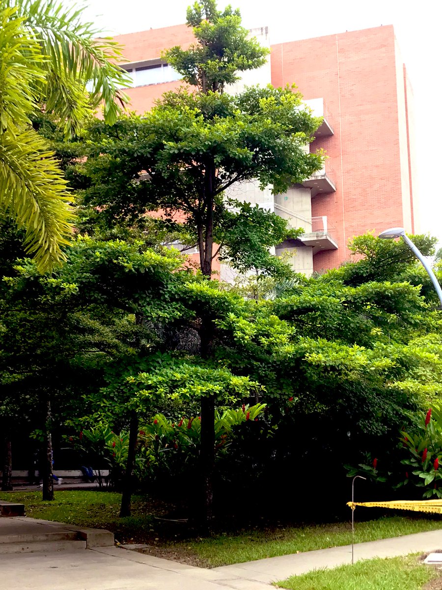 _sin_tibios's tweet photo. @alejoeder @MinAmbienteCo @MisionONUCol @susanamuhamad @ONU_es @UNBiodiversity @AlcaldiaDeCali #CaliSomosCOP16  Tenemos #7Rios que atraviesan la ciudad! Cali, ciudad arborizada! https://t.co/j1e6XJiHqB