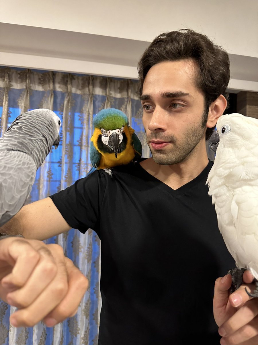 My pet parrots #Rocky , #Flash , #Aladdin #BlueandGoldMacaw #AfricanGrey #Cockatoo