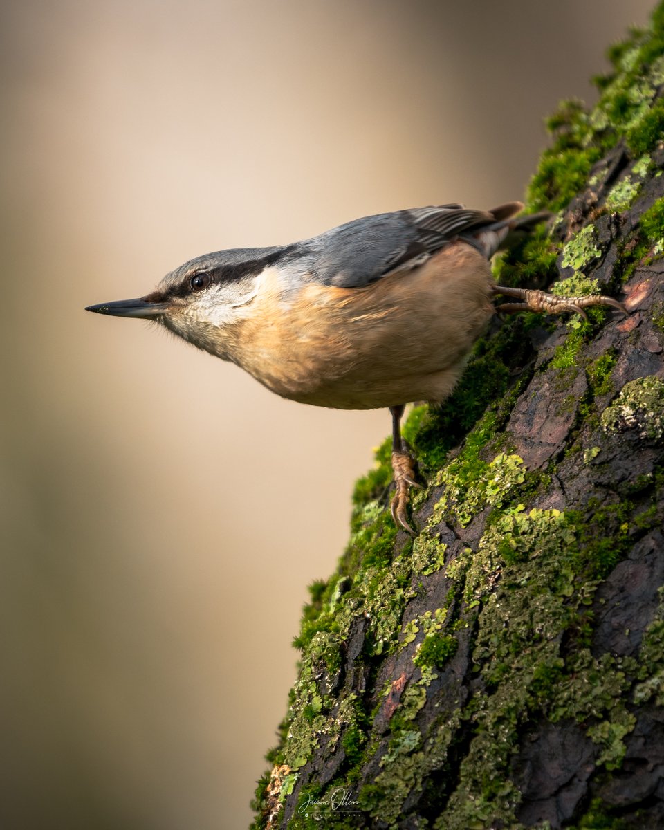 jolleroperea's tweet photo. Trepador Azúl #depajareo Datos EXIF de la captura 📸:

ISO 250
F5.6
1/250s
400mm https://t.co/R69bqzIU8N