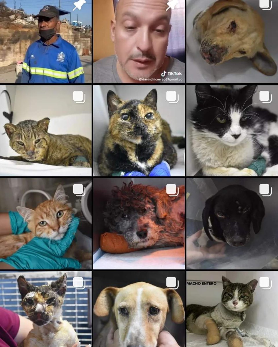 monsalvesmonica's tweet image. A todas las personas que están buscando a sus animales, vean el ig de @constanza_pg

Tiene publicaciomes ordenadas por clínica con fotos de muchos animales. 
Compartan para que más familia  lleguen a estas fotos.