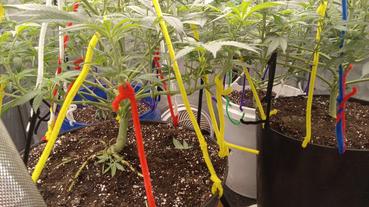 the fungal jungle tweet media