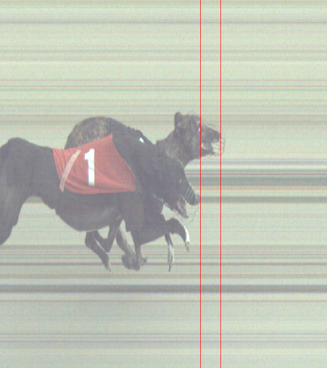 HoveRacing's tweet image. Sunday 11-2-24
@HoveGreyhounds 

Photo finish for 1st place

#theplacetorace