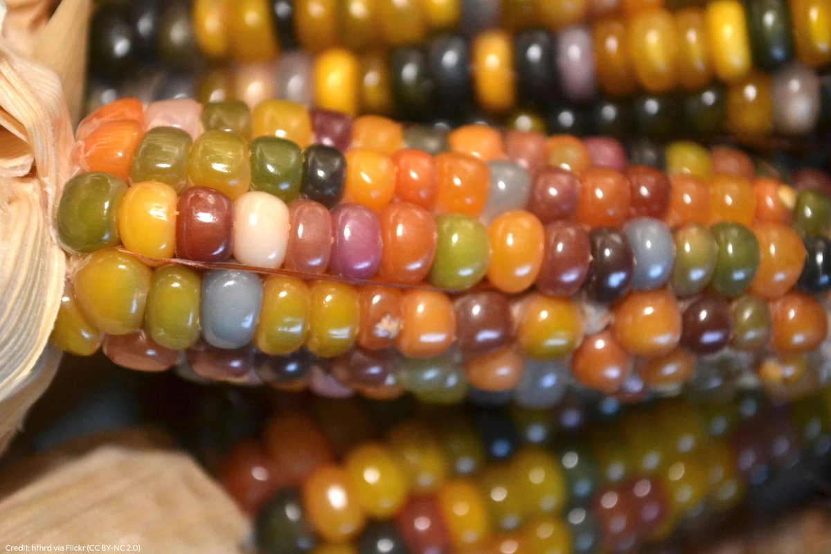 NobelPrize's tweet photo. Why are the kernels in corncobs different colours?

The explanation lies in how different genes are expressed. Barbara McClintock studied genetics and "jumping genes". She showed that parts of the corn's genetic code can shift from one place to another within its chromosomes. https://t.co/2HmClgJKoW
