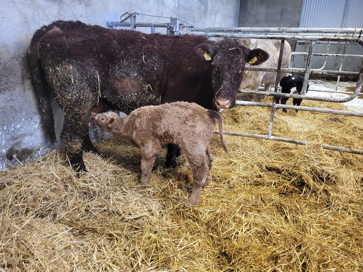 GMcCman's tweet photo. First Fury Sam Ch9517 of this 3rd calver , needed a wee jack good length to him . And First blue heifer of the year with this bb6703 of this 8th calver ch cow . Plenty of milk to her so hopefully she'll do a good job . https://t.co/Fpiw0Tr2u4