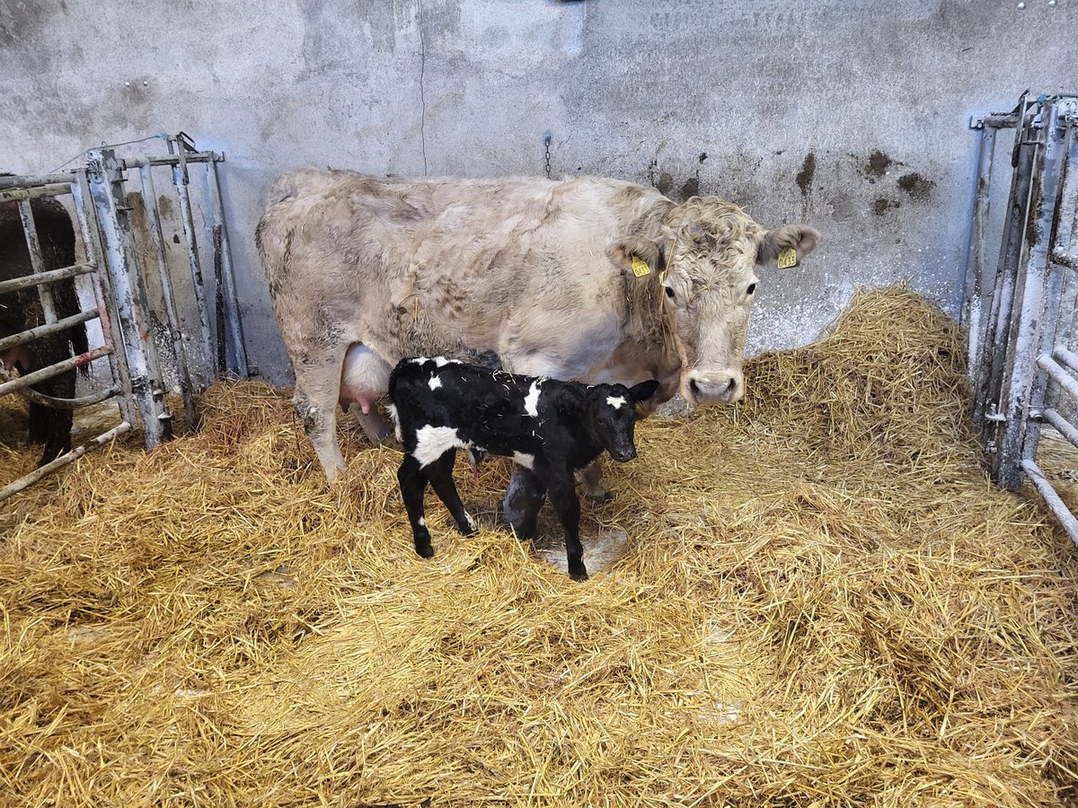 GMcCman's tweet photo. First Fury Sam Ch9517 of this 3rd calver , needed a wee jack good length to him . And First blue heifer of the year with this bb6703 of this 8th calver ch cow . Plenty of milk to her so hopefully she'll do a good job . https://t.co/Fpiw0Tr2u4