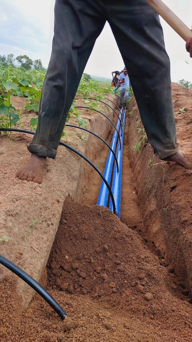 jason_kanani's tweet image. #AgriEngineering🇹🇿
Kuepuka mambo kama hayo, ukitaka kufunga drip irrigation system (mfumo wa kumwagilia kwa matone) Chekiana na @greenagrictz na @Octavianlasway ili kazi yako kifanyike kwa ufanisi.
#KilimoNiPesa
@WizaraKilimo