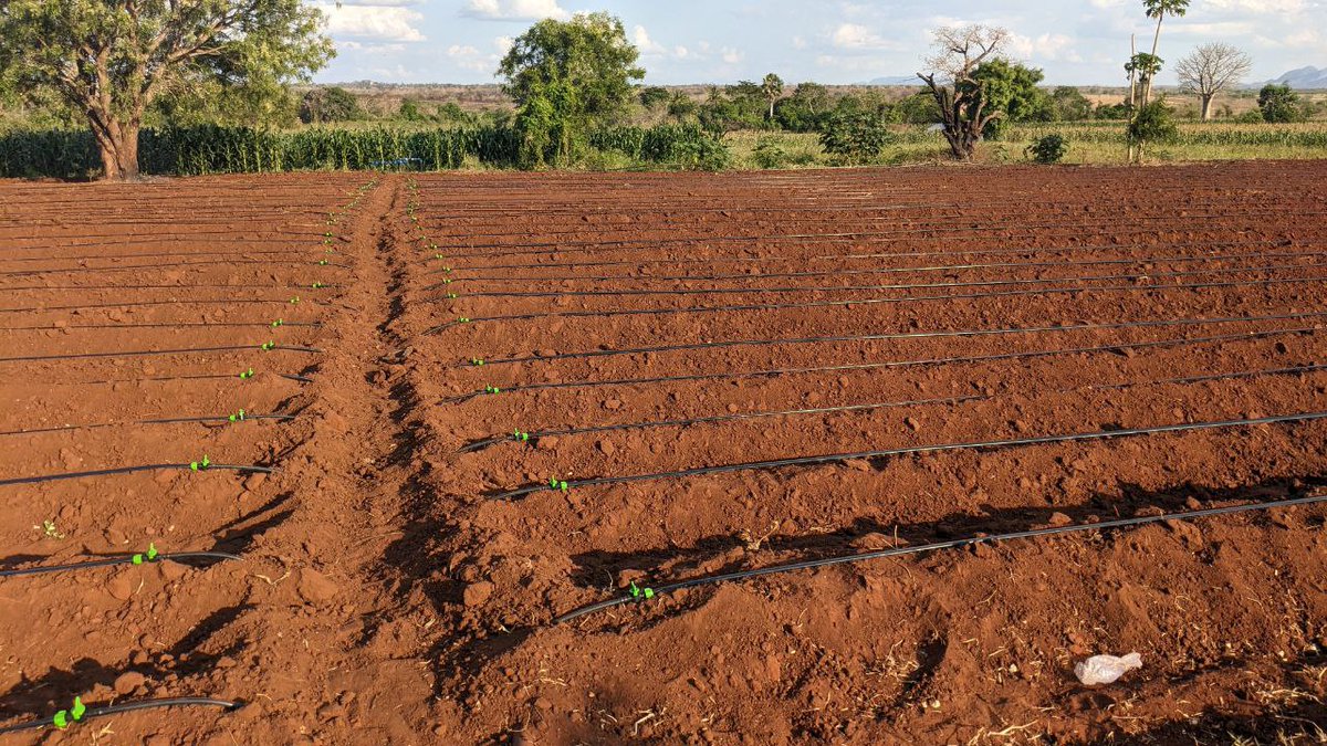 jason_kanani's tweet image. #AgriEngineering🇹🇿
Kuepuka mambo kama hayo, ukitaka kufunga drip irrigation system (mfumo wa kumwagilia kwa matone) Chekiana na @greenagrictz na @Octavianlasway ili kazi yako kifanyike kwa ufanisi.
#KilimoNiPesa
@WizaraKilimo