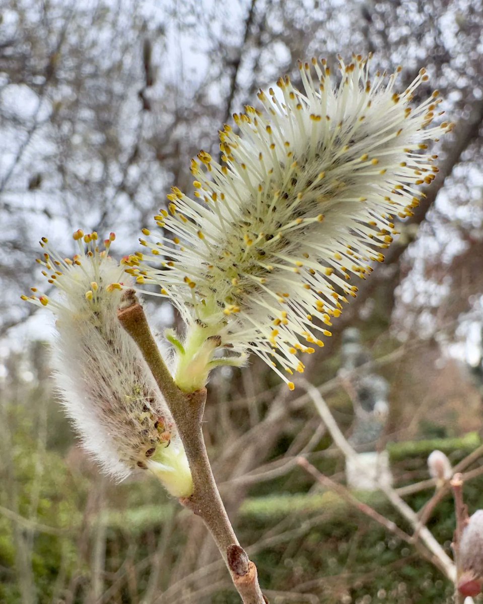 Adivinad quien ha pasado por el @RJBOTANICO y quién ha salido a darle la bienvenida. 😍 Gracias @Adellanotte por este pequeño documento gráfico de los pequeños y sutiles tesoros del jardín en invierno.