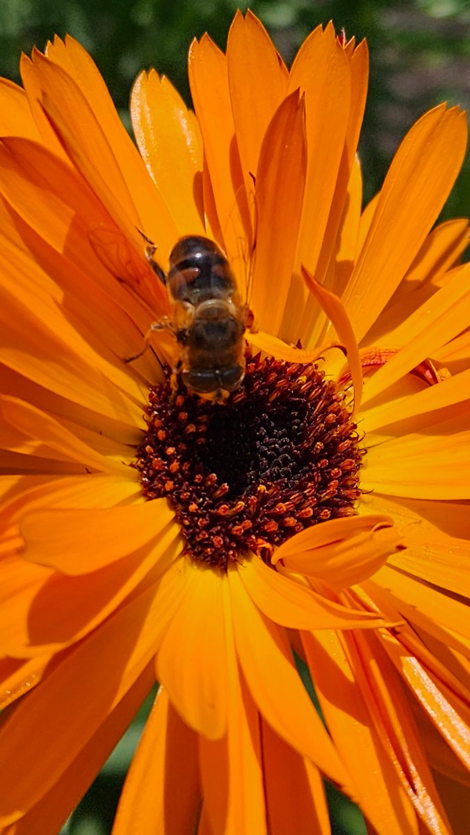 Oranje goudsbloem in de moestuin, zomer 2023. Fotochallenge #KleurInDeNatuur van @ChrRoland .  De kleur van #dag11 is #Oranje (r244 g127 b39)