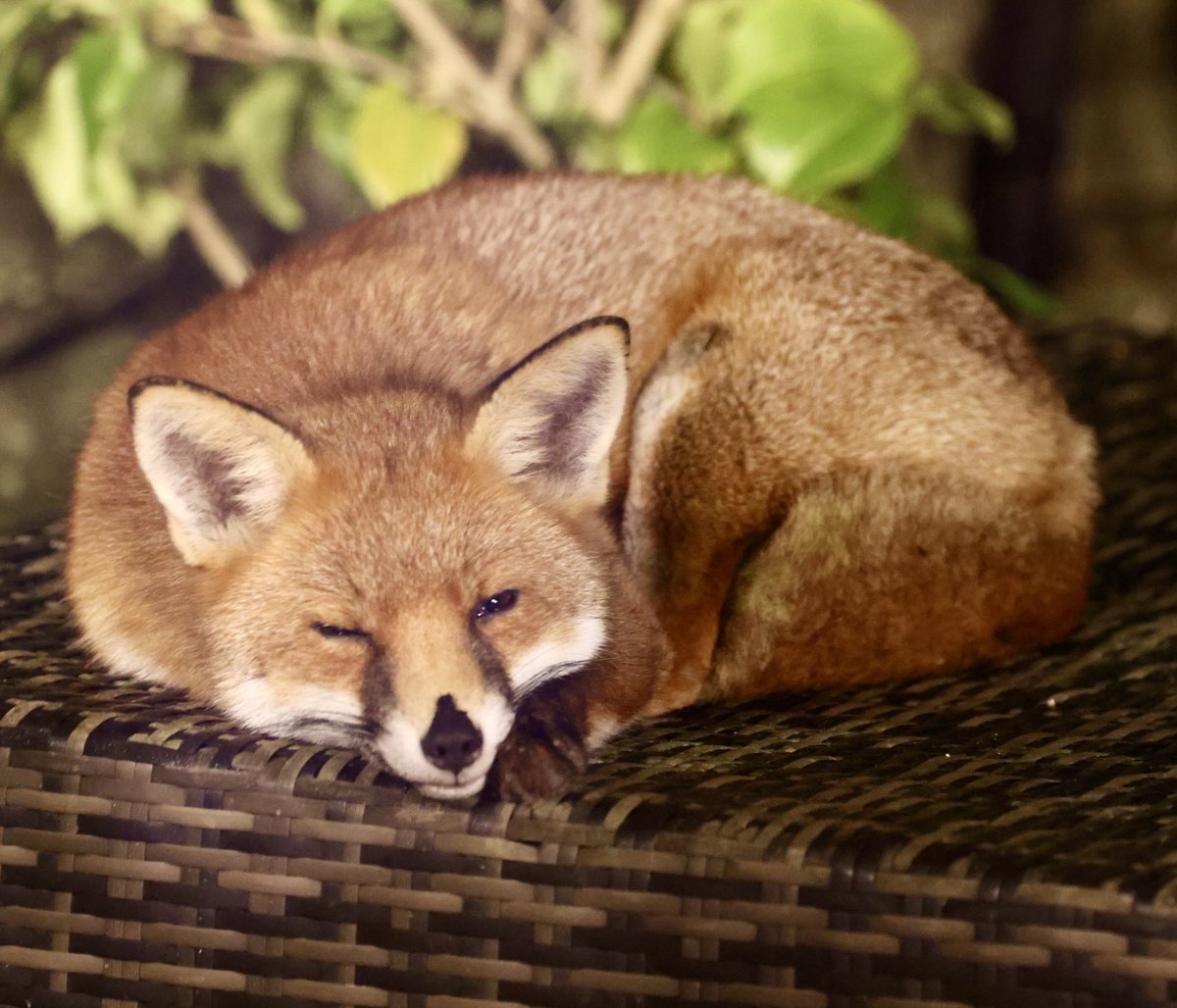 Having a nice lazy Sunday #Fox #Foxes #foxlove #foxlovers #FoxOfTheDay #foxproject #lazysunday #sleepinganimals #snooze @Foxproject_ @HuntSabs #TwitterNatureCommunity #TwitterNaturePhotography #wildlifephotography #Wildlife #WildlifeFrontGarden