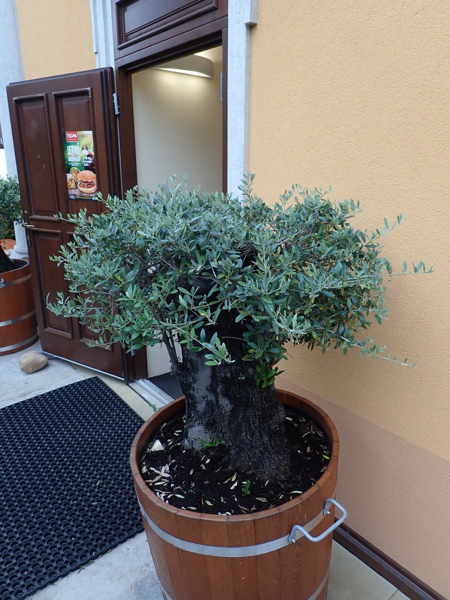 PavelSinkyrik's tweet photo. Although the fungus #Venturia oleaginea produces aesthetically interesting patterns on the leaves of #olive trees, it poses a risk to cultivation that is reduced by the use of copper-based #plantprotection products. #plantdisease #olea #fungi #phytopathology https://t.co/wQxuUSRV9B