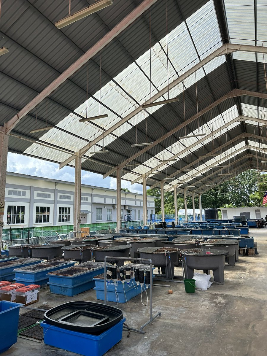 BarkhadleAbdulk's tweet image. Crab farming 🦀 is becoming a profitable and source income for coastal communities in Asia countries, but also #Somali has potential kind of crabs 🦀 and still unexplored @A_Addow @AliifiyeAli @Mr_ahmedaden