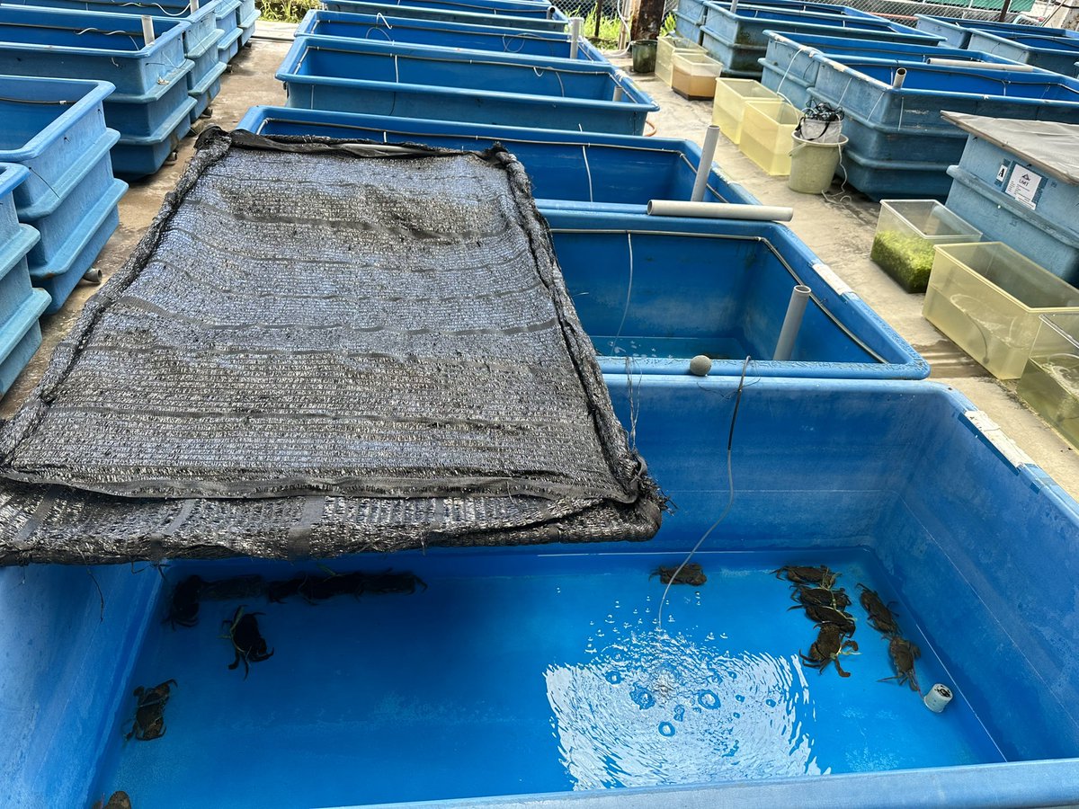 BarkhadleAbdulk's tweet image. Crab farming 🦀 is becoming a profitable and source income for coastal communities in Asia countries, but also #Somali has potential kind of crabs 🦀 and still unexplored @A_Addow @AliifiyeAli @Mr_ahmedaden