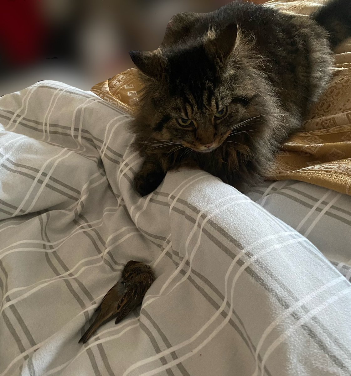 So, MrsJE3 very kindly brought me a cup of tea in bed, which was nice. ☕️ Cat brought me a dead bird, which was not so nice 🙄