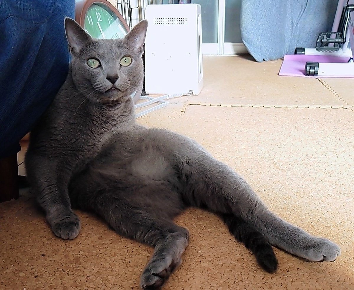 cat_ryry's tweet photo. その座りかた😄
interesting way to sit

You Tubeも毎日更新しています。
https://t.co/6xtxmjmGTH

#ロシアンブルー #ロシアンブルー女の子 #ねこ #russianblue #cat #猫のいる暮らし #youtube https://t.co/wIsllg7zKk
