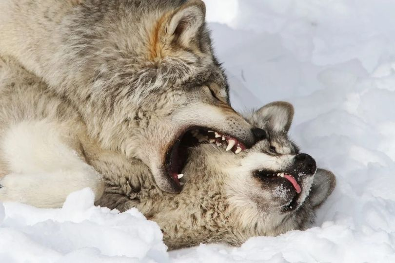 Quando un LUPO sta perdendo la lotta contro un altro lupo e capisce che non ha più possibilità di vincere, il lupo perdente offre pacificamente la giugulare all'avversario, come se dicesse 'Ho perso, facciamola finita'. Tuttavia, in quel momento avviene l'incredibile: il lupo…