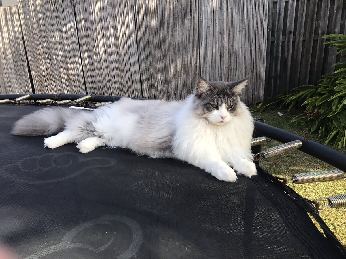 StacyAust's tweet photo. @Kevin_McKernan Maine Coons are the greatest! My 2 year old girl Luna salutes you, your feline family and all your important work exposing what is really in those shots. Thank you! https://t.co/SQbE4pF2o0