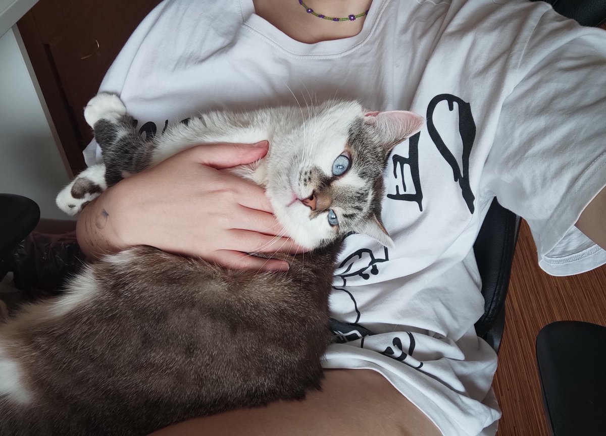 sheldon01111's tweet photo. план на каждое воскресенье - спать до 12, а потом завтракать и смотреть разгоны, отодвигая тысячу раз мордочку Фусика от своих сырников. https://t.co/Ekv3dzNdtu