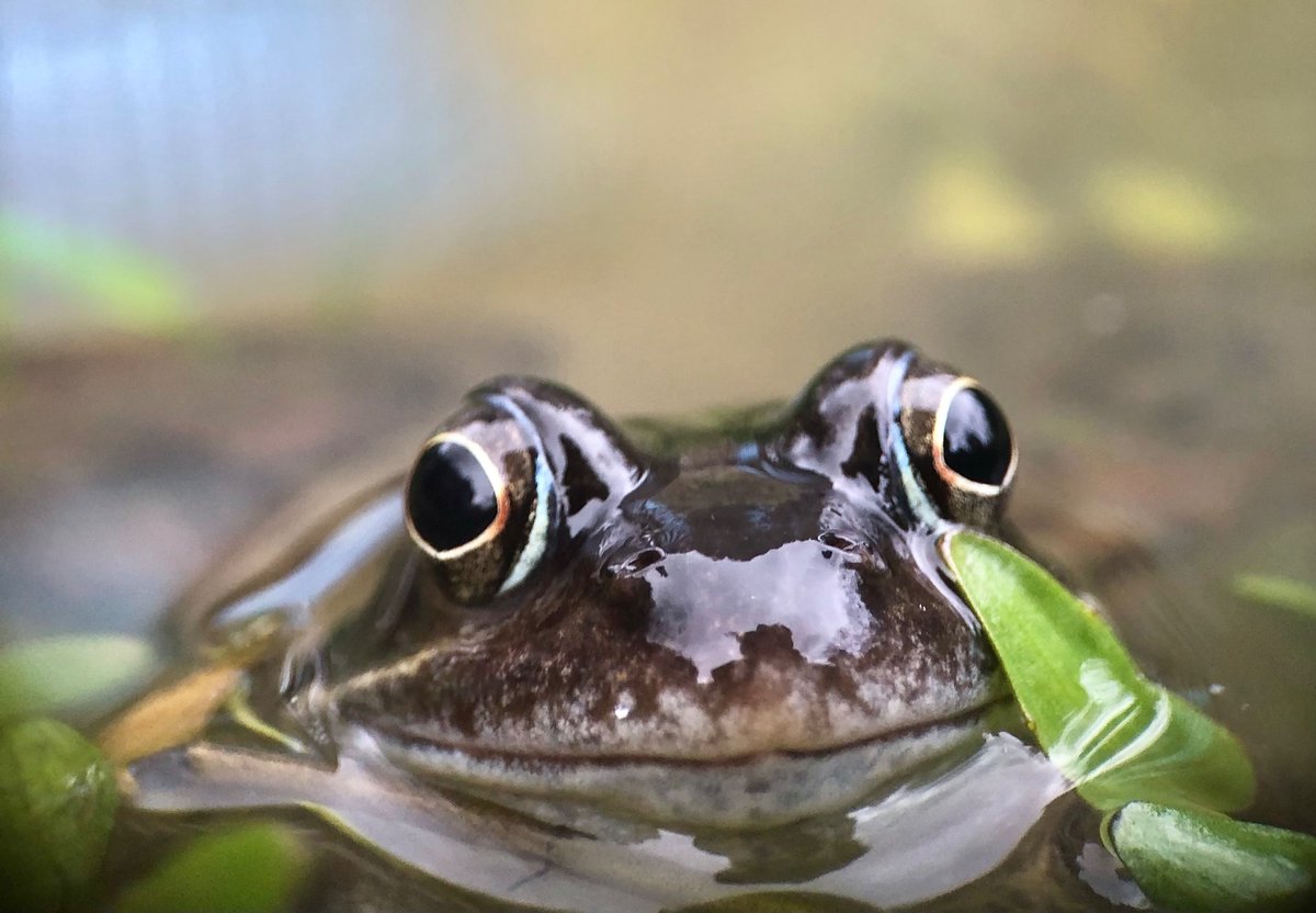 Frog spawning season at Barbican Wildlife Garden