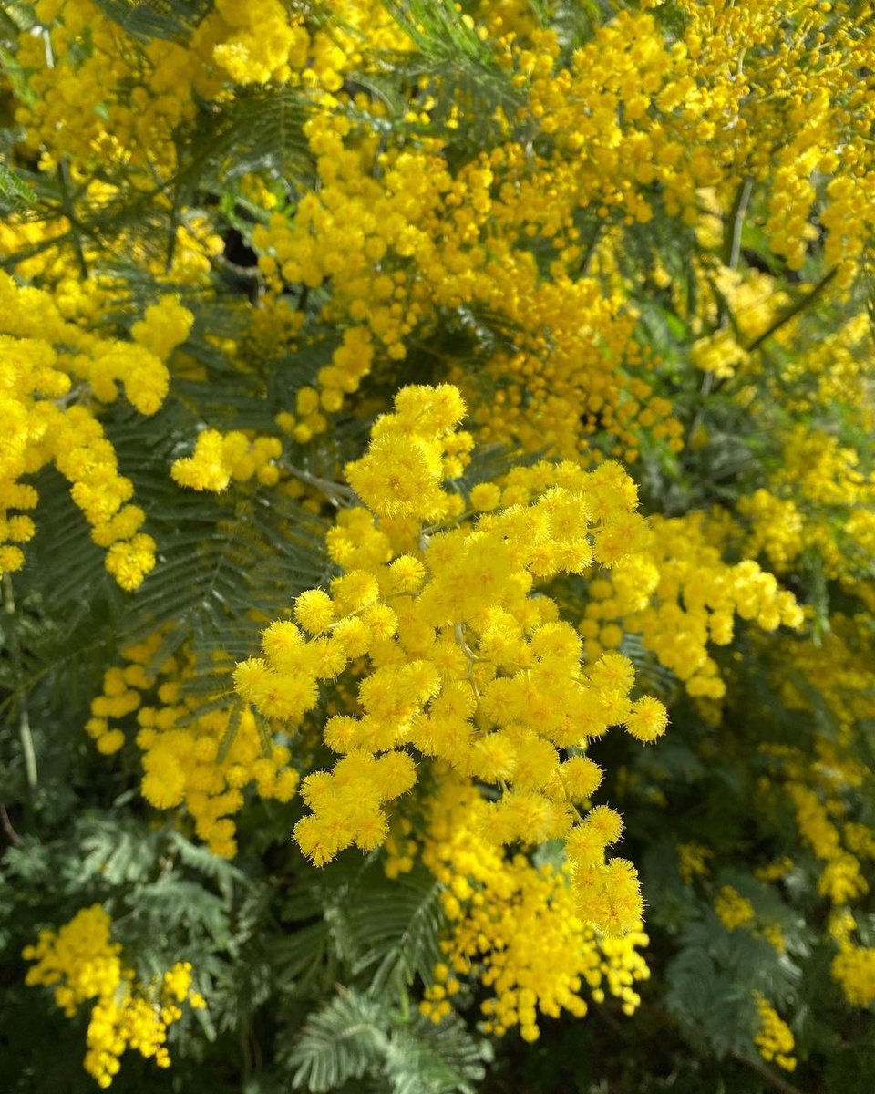 Bormes les Mimosas 
02 février 2024 

#team_instant_paca 
#bormeslesmimosas 
#bormeslesmimosastourisme 
#mimosa 
#mimosas 
#igersbormeslesmimosas 
#igers_sudprovence 
#igers_landscape_europe 
#advar83 #paca_focus_on #sudest_focus_on #fierdusud #regionsud #igers_sudprovence