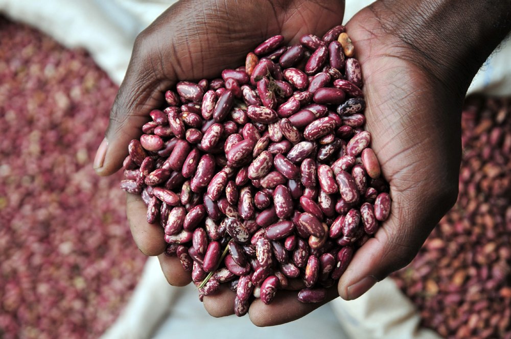 Pulses play a crucial role in the livelihoods of farmers around the world, especially in developing countries.
#WorldPulsesDay #YouthInAgriculture