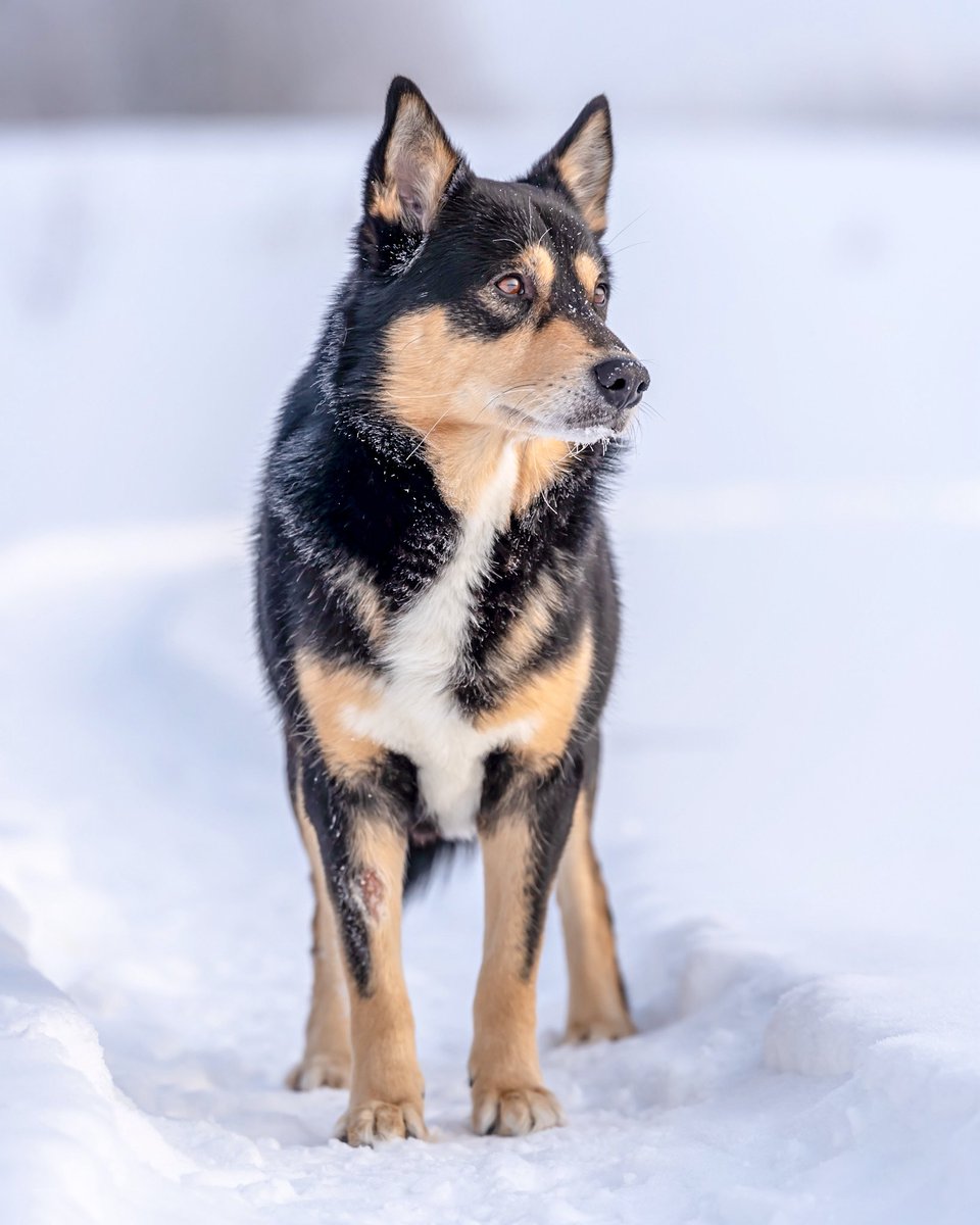 Mukavaa sunnuntaipäivää❄️☀️!

T. Pihka🐾🥰