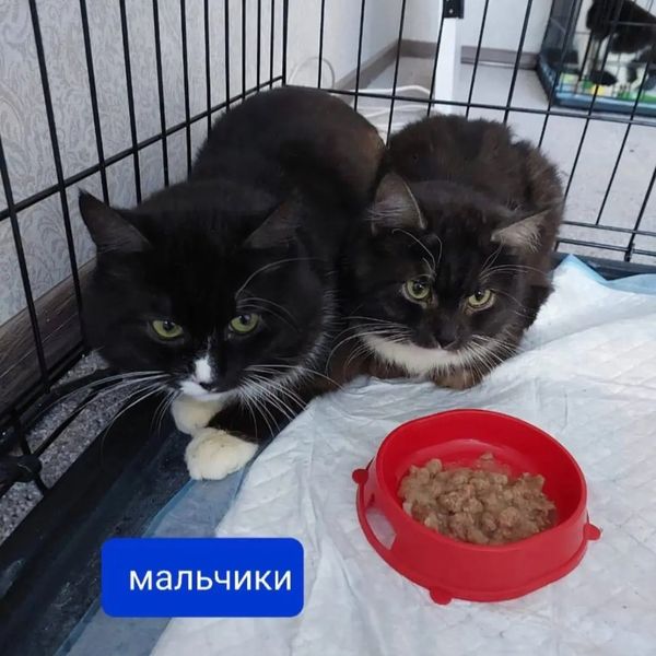 zverikivdar's tweet image. #Москва. ЮВАО, район Рязанский, рядом с ЖК Михайловский парк, Михайлова, 27
Друзья, пожалуйста, обратите внимание на них, может кто-то возьмет себе друга ? 🤍
Люди съехали из реновационного дома и бросили умирать в квартире 7 котов.