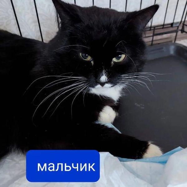 zverikivdar's tweet image. #Москва. ЮВАО, район Рязанский, рядом с ЖК Михайловский парк, Михайлова, 27
Друзья, пожалуйста, обратите внимание на них, может кто-то возьмет себе друга ? 🤍
Люди съехали из реновационного дома и бросили умирать в квартире 7 котов.