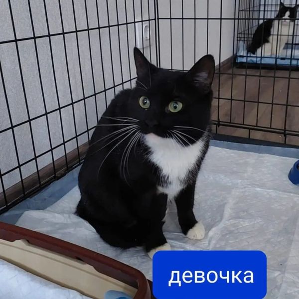 zverikivdar's tweet image. #Москва. ЮВАО, район Рязанский, рядом с ЖК Михайловский парк, Михайлова, 27
Друзья, пожалуйста, обратите внимание на них, может кто-то возьмет себе друга ? 🤍
Люди съехали из реновационного дома и бросили умирать в квартире 7 котов.