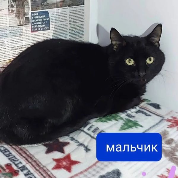 zverikivdar's tweet image. #Москва. ЮВАО, район Рязанский, рядом с ЖК Михайловский парк, Михайлова, 27
Друзья, пожалуйста, обратите внимание на них, может кто-то возьмет себе друга ? 🤍
Люди съехали из реновационного дома и бросили умирать в квартире 7 котов.